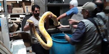 Cuatro serpientes fueron rescatadas\u002E