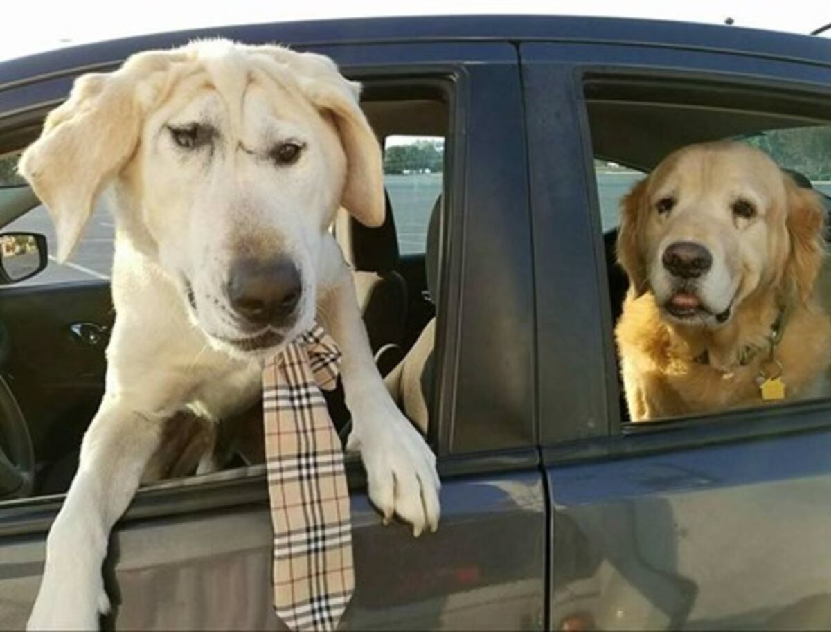 La conmovedora historia del perrito \