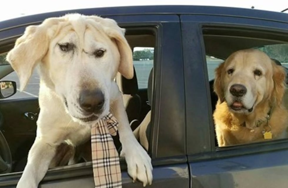 La conmovedora historia del perrito "feo" que nadie quiso adoptar y ahora es furor en las redes