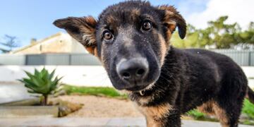 La Municipalidad de El Calafate impulsa una campaña de castraciones masivas intensivas