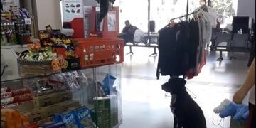 El perro pide cajas en la terminal para armar su cucha