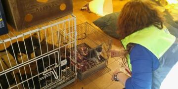 Feria animales Pompeya