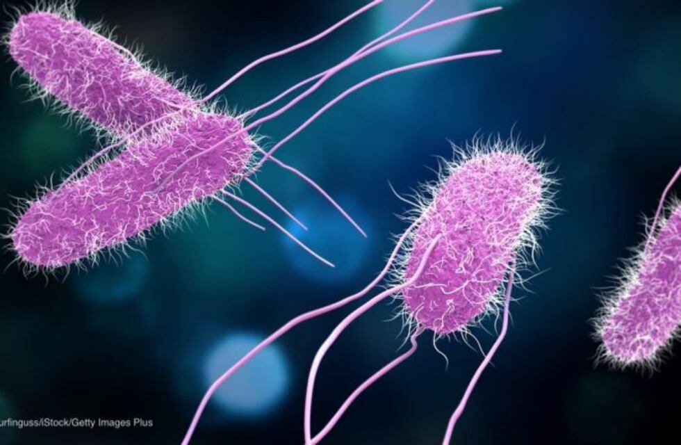 Descartan un brote de salmonella en la provincia