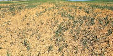 Sequía Bahía Blanca