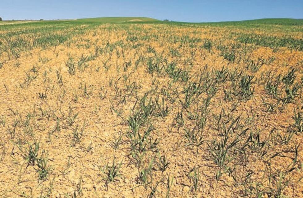Consideran crítica la situación por sequía en Bahía Blanca