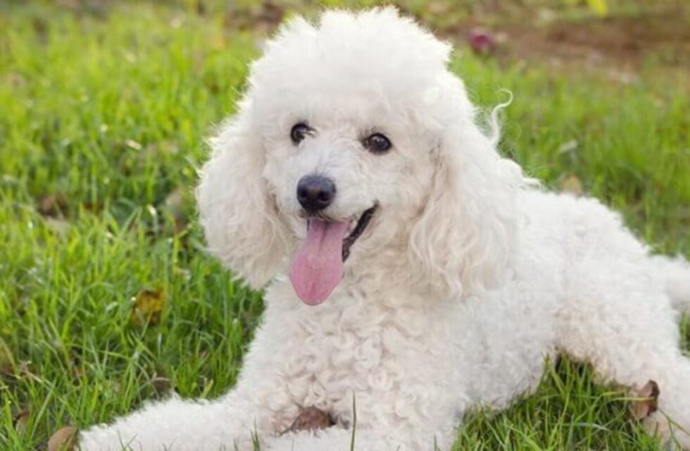 Un caniche defendió a su dueña de dos cóndores y se volvió viral