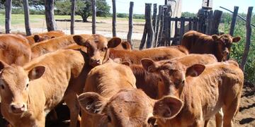 Imagen ilustrativa\u002E Remate de 600 cabezas de ganado vacuno en Fachinal\u002E