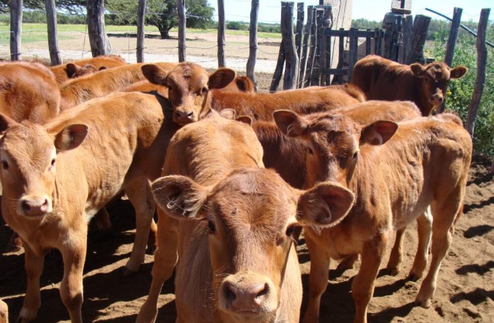 Misiones: primer remate de pequeños y medianos productores