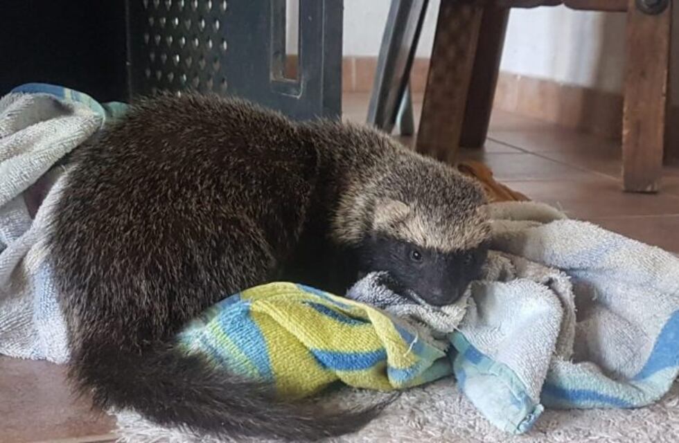 Final feliz para el hurón que fue atropellado
