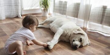¿Es un perro o un niño?