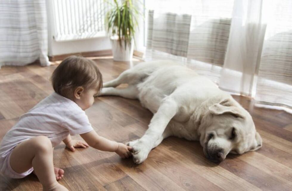 ¿Es un perro o un niño?, la ilusión óptica que hizo viral