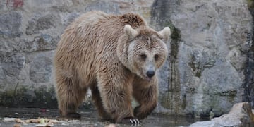 Osos pardos en el Zoológico de Córdoba\u002E (2019)