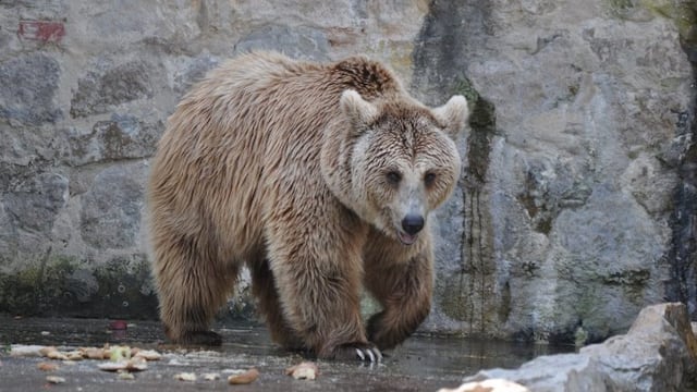 Osos pardos en el Zoológico de Córdoba serían trasladados a un santuario\u002E