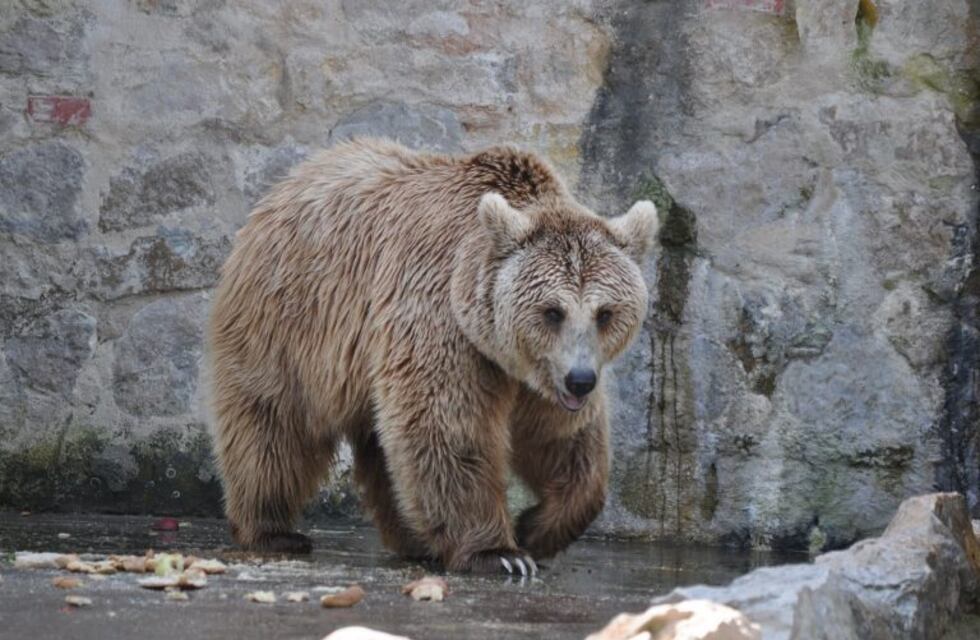Zoo de Córdoba: concejales opositores piden que se tomen medidas