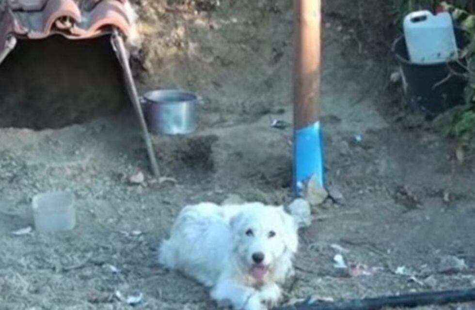 El perro que lleva un año y medio esperando a su dueño en el lugar donde murió