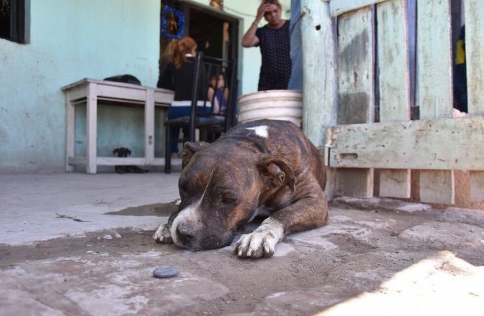 Alarma y preocupación por la matanza de perros con salchichas envenenadas