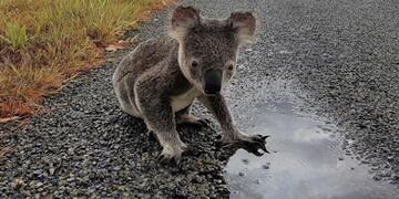 El tierno video entre un perro y un koala en medio de los incendios en Australia\u002E