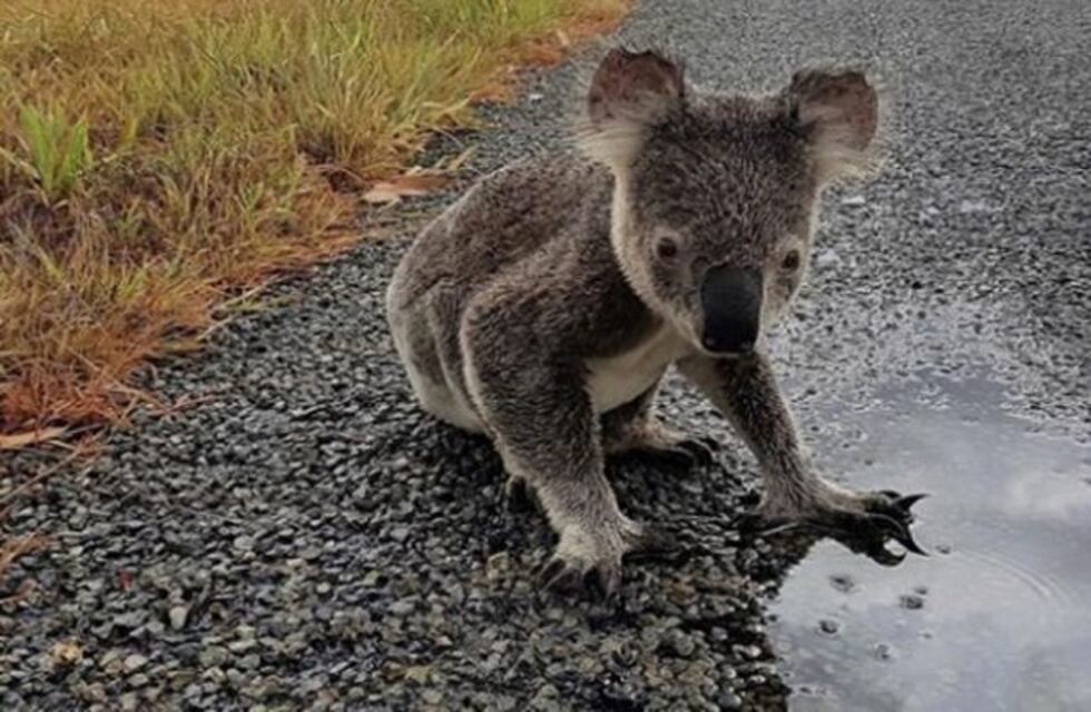 El tierno video entre un perro y un koala en medio de los incendios de Australia se volvió viral