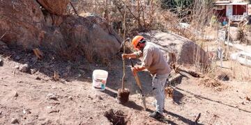 Semana del árbol en Carlos Paz: viernes de plantación en barrio La Quinta