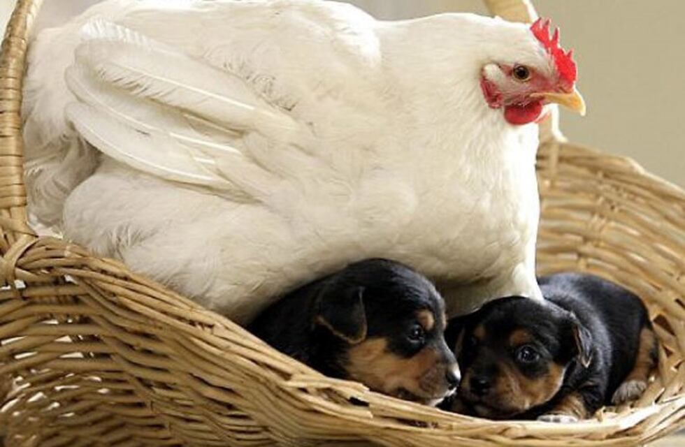 Fotogalería: madre hay una sola, pero de muchas especies