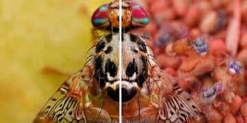 Mendoza venderá moscas del Mediterráneo estériles a Bolivia\u002E