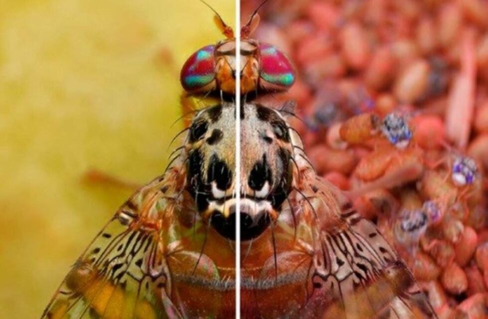 El Iscamen proveerá de moscas del Mediterráneo estériles a Bolivia