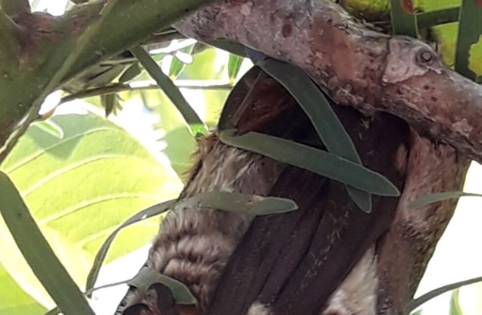 Una muestra fotográfica de murciélagos llega por primera vez a Salta