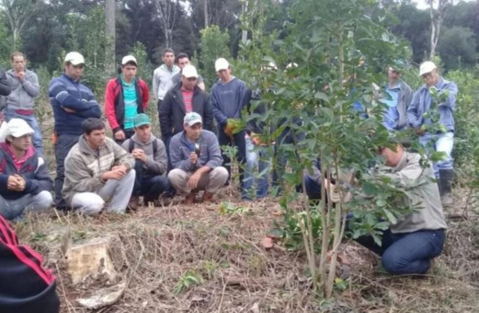 Tareferos recibieron herramientas y capacitación sobre manejo de la yerba