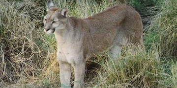 Imagen ilustrativa\u002E