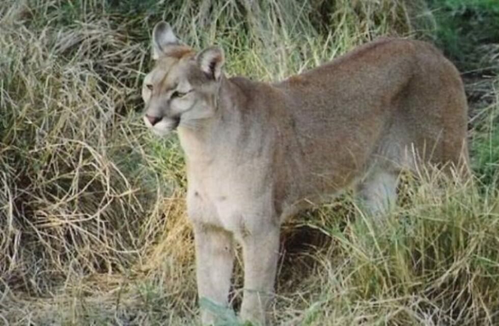 Revuelo en un barrio sanjuanino porque apareció un puma