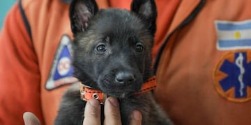 Division de canes RGA (web)