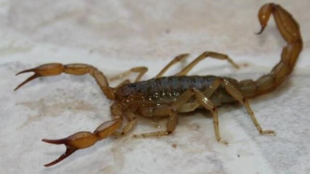 Encontraron un alacrán en un edificio del centro platense y se generó revuelo