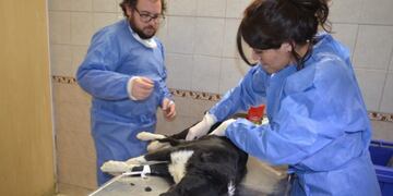 Castración de animales\u002E