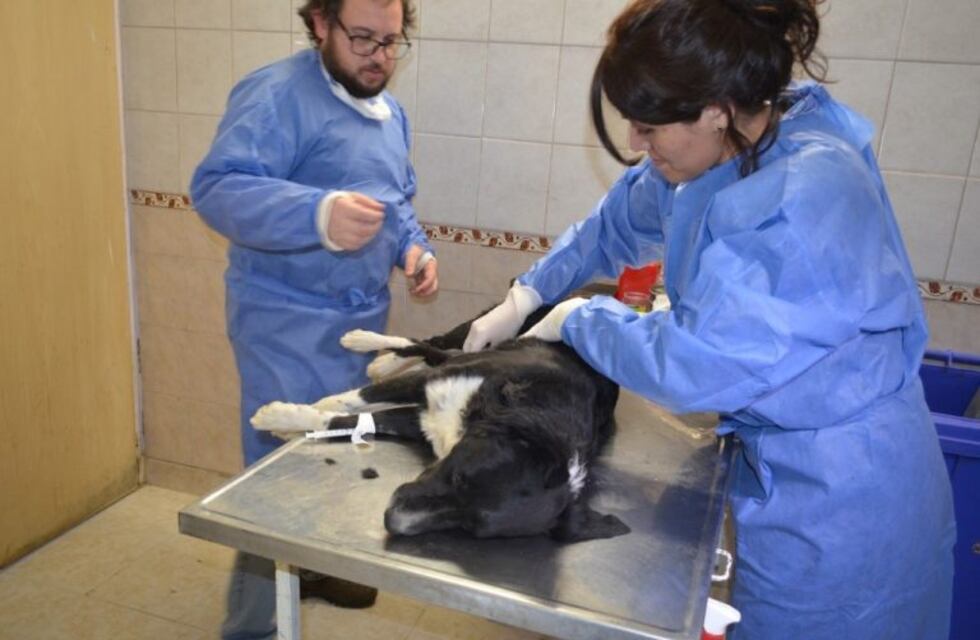 Se realizó la 5° jornada de castración masiva