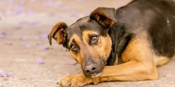 Callejerito sanjuanino murió atropellado\u002E