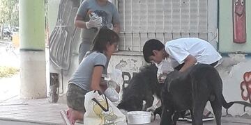 perros callejeros