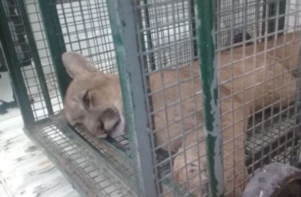 Apareció el puma buscado desde ayer en la localidad de Itatí