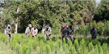 El arbolado urbano\u002E