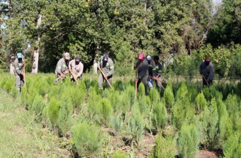 Continúan con la campaña de arbolado urbano en Santiago