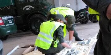 El can antinarcóticos \