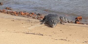 Un yacaré tomando sol en la playa de Corrientes\u002E