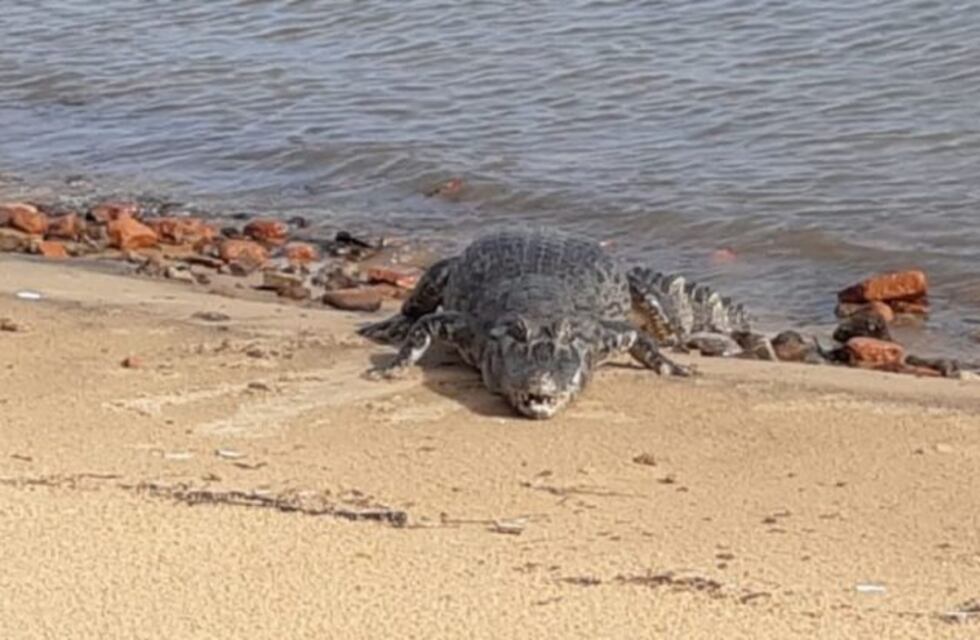 Un yacaré tomando sol en la costanera