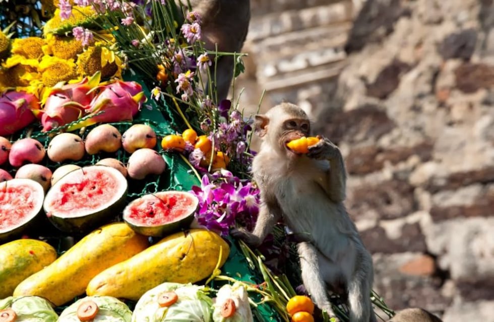 Los monos en Tailandia viven como reyes