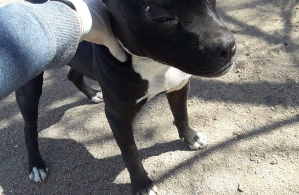 Video: así se emociona una perra al ser recuperada por sus dueños