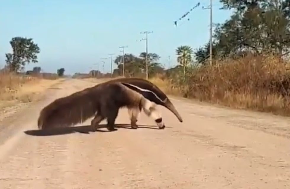 El curioso oso hormiguero que se pasea por una localidad santafesina