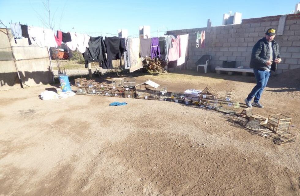 En dos allanamientos rescataron aves en cautiverio valuadas en 42 mil pesos