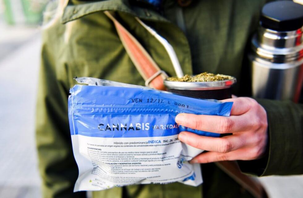 Consumidores de cannabis en Uruguay dejan el mercado negro por la farmacia