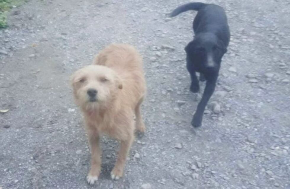 Corazones mascoteros asisten a "callejeritos" de Alto Comedero