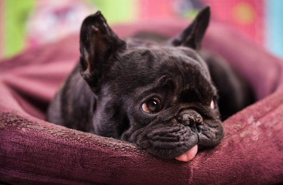 Le robaron el perro y ofrece 1000 dólares de recompensa