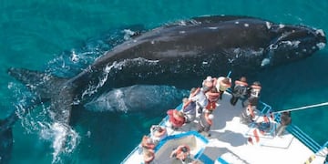 Imagen archivo\u002E Península Valdéz\u002E